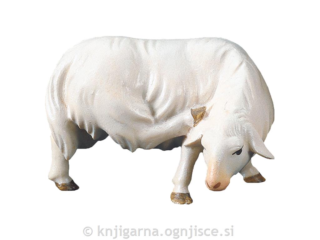 OVCA SE PRASKA 12cm
